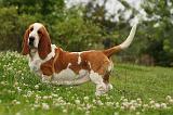 BASSET HOUND 058